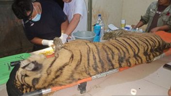 Harimau Sumatera ‘Dewi Siundul’ Mati dengan Sejumlah Luka Infeksi, BKSDA: Konflik dengan Manusia