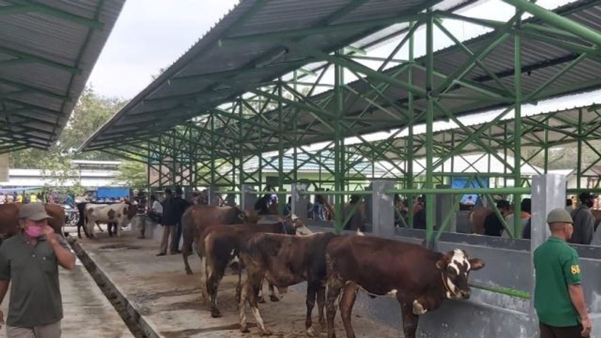 To Be Sold, 6 Injured Cows Such As Thrush Are Examined, The Results Are Positive For PMK