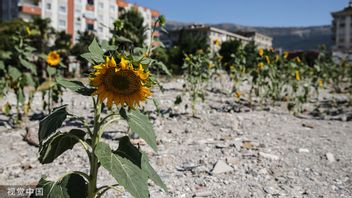 Amazing and Sad, Sunflowers Grow in the Location of Former Building Ruins Due to the Turkey Earthquake