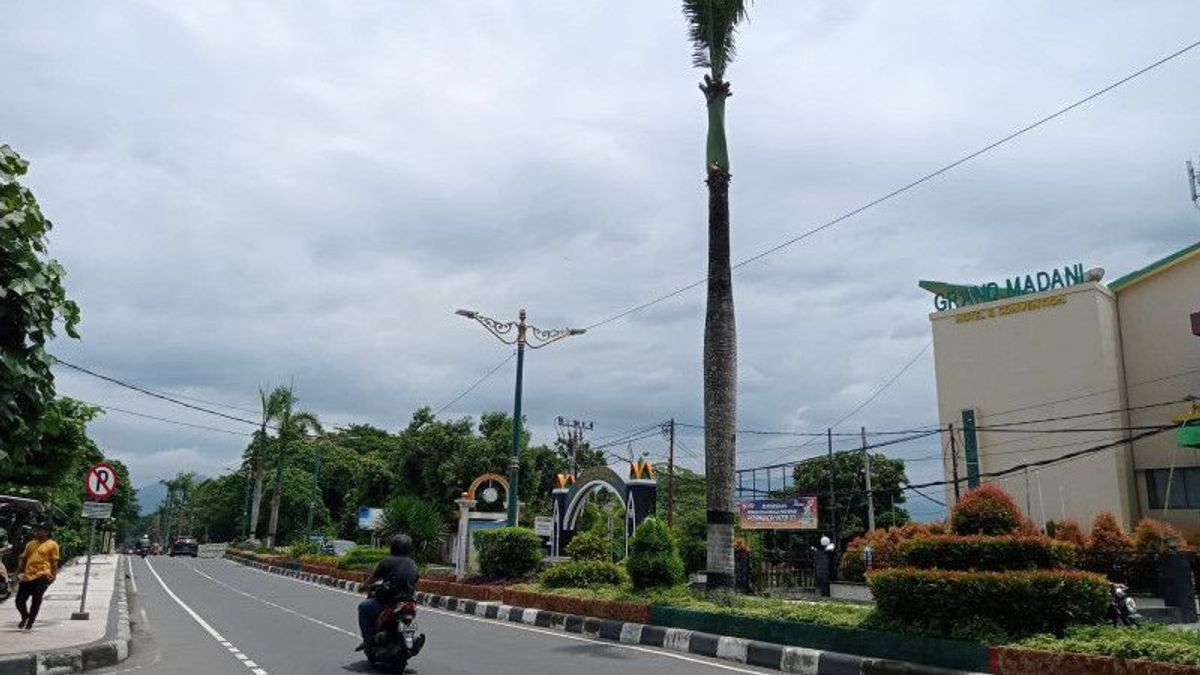 牛肚在Jalan Udayana Mataram上用完了80棵棕榈树，DLH声称它的年龄是多孔的