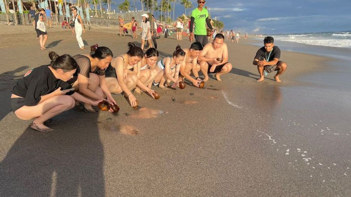 ATLAS海滩节护理在巴厘岛贝拉瓦海滩上释放数千只幼崽