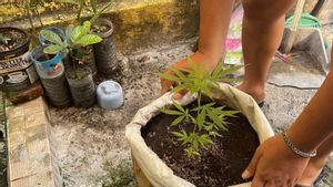 Construction Workers With Cannabis Trees As High As 20 Cm Were Arrested By The Mataram Police