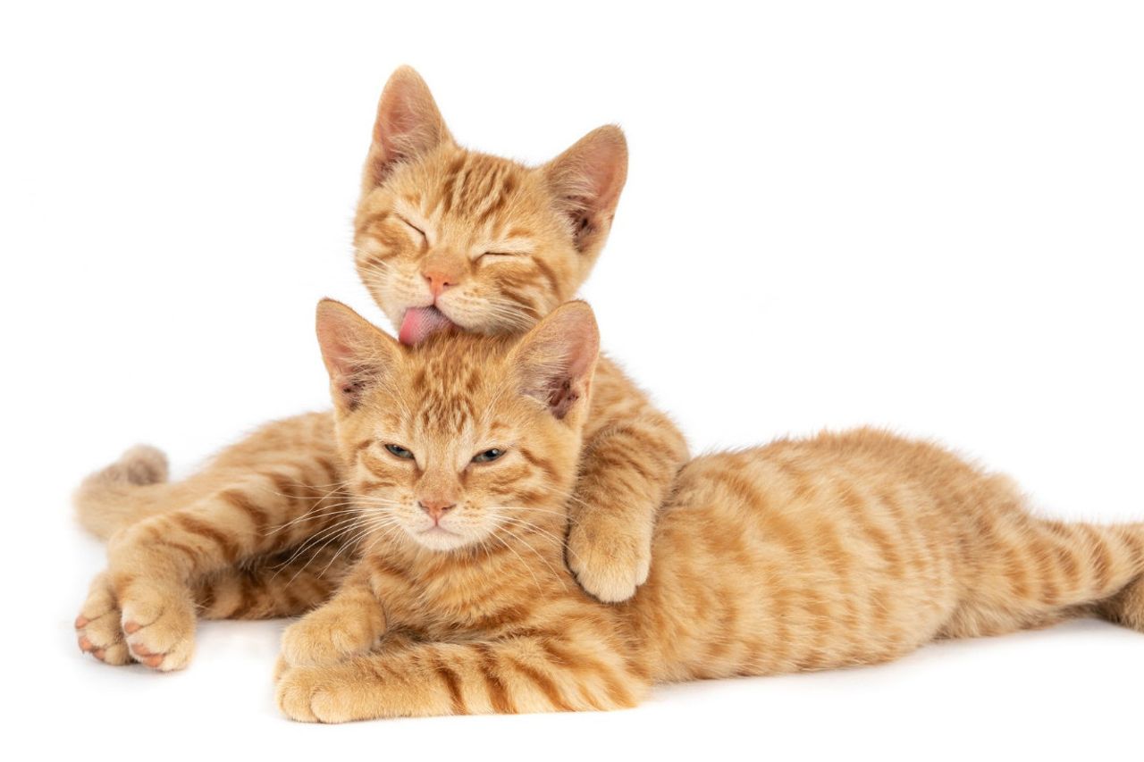 おかしくてジェマス、猫がお互いをなめるこれらの6つの理由