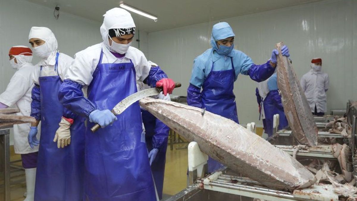 Indonesian Fisheries Speed Up Tuna Exports To America, Singapore, And Japan