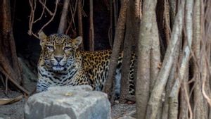 Macan Tutul Masuk Hotel di Bandung, Evakuasi Dramatis Berlangsung 2 Jam