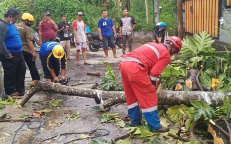 Pohon dan Baliho di Sleman Tumbang Diterjang Angin Kencang