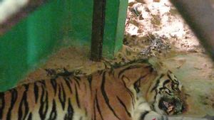 Harimau Mangsa Sapi, BKSDA Bengkulu Minta Warga Hati-hati Saat Berkebun