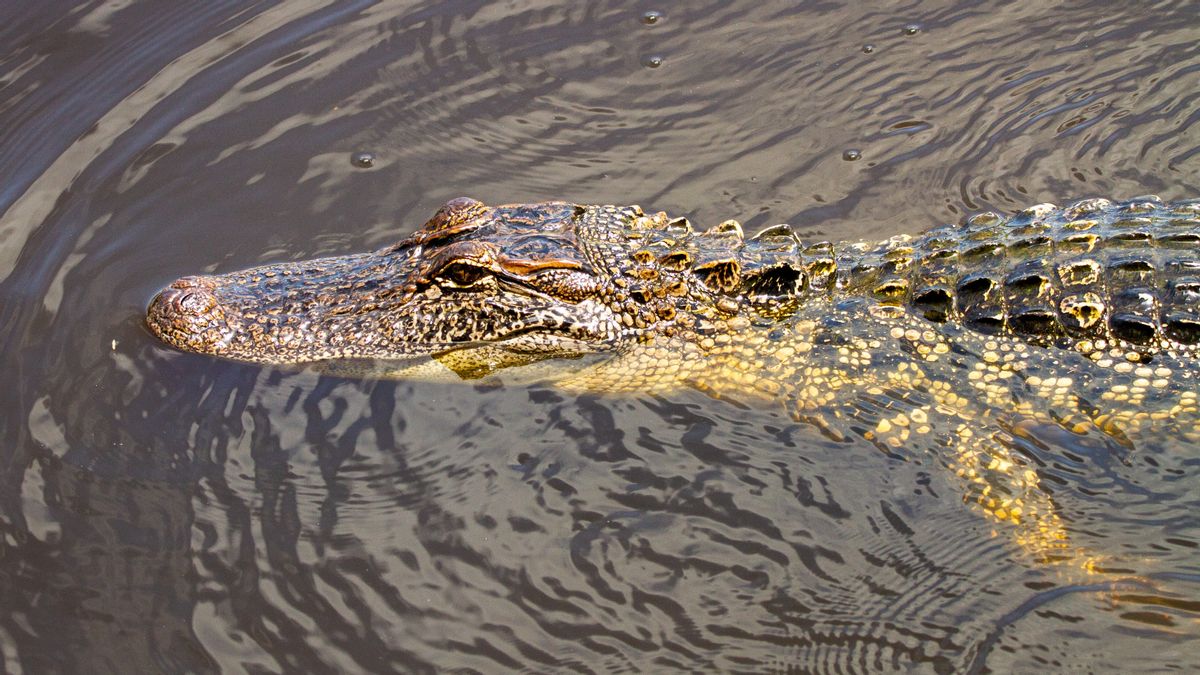 Crocodile Marriage Season Is Aggressive, Residents Are Asked Not To Stay Away From Rivers In South Lampung