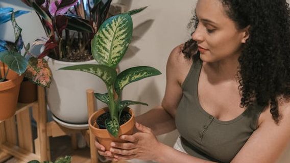 シンゴニウム植物が屋内観賞用植物に適合する7つの理由