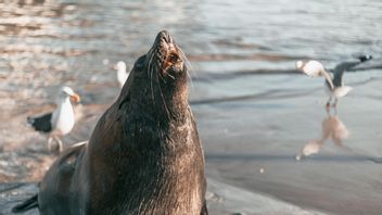 Une épidémie de rabbie sur les chiens de mer dans le Cap-City