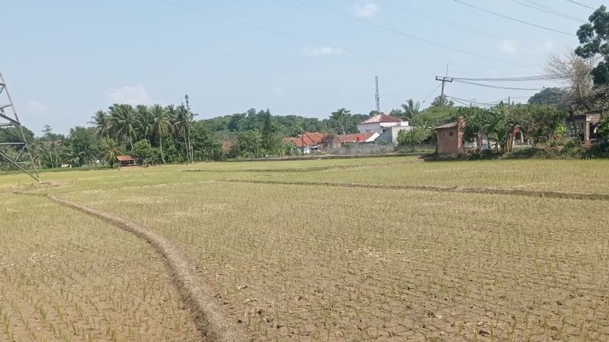 La pluie n’a pas baissé en décembre, le riz mangé par les producteurs de Lebak Banten risque de mort