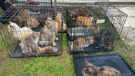 Disuplai 6 Ribu Dosis Vaksin Rabies, Pemkab Bengkulu Bakal Suntikkan ke Kucing, Anjing dan Kera