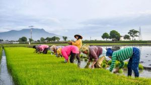 Kemenko Pangan Prediksi Swasembada Beras Bisa Tercapai Tahun Ini