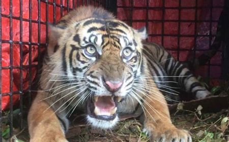 Harimau Sumatera Muncul di Permukiman Warga di Pasaman dengan Perilaku Unik