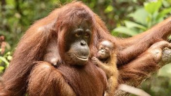 Les faits cachés derrière la vie de l'animal le plus rare au monde menacé d'extinction