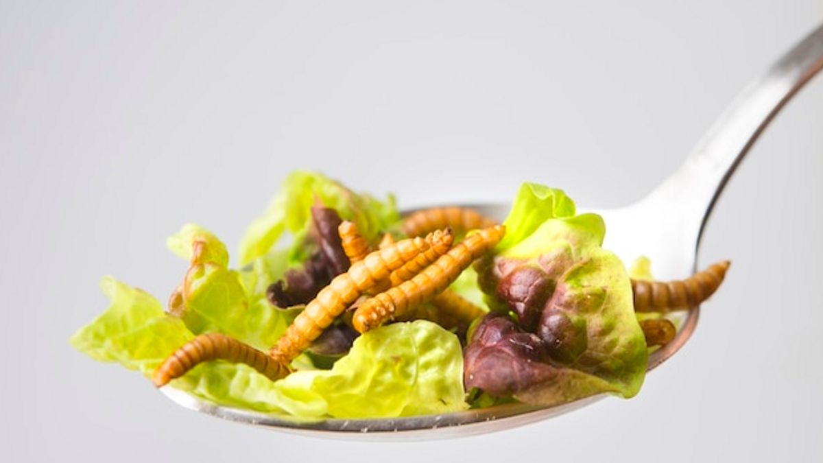 Ces 5 types d’insectes sont très nutritifs