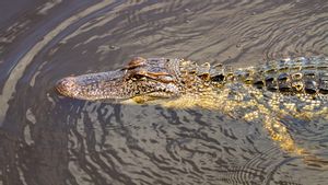 2 Mukomuko Residents Have Died By Crocodiles, BKSDA Forms Crocodile Capture Team