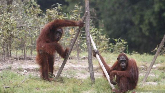 BKSDA Kalteng Terus Pantau Keberadaan Orangutan di Pulang Pisau