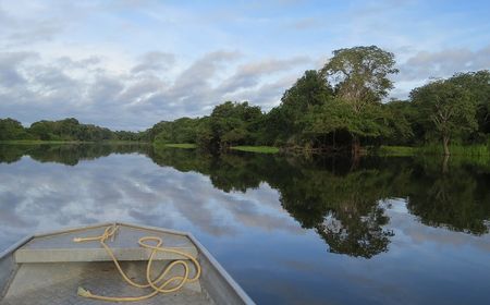 Lestarikan Hutan Amazon, Nemus Terbitkan NFT untuk Penggalangan Dana  