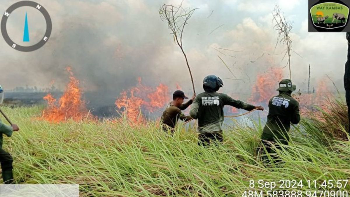 Fire In Way Kambas National Park Successfully Extinguished By Joint Officers