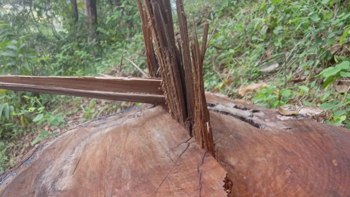警察はトレンガレクでのソノケリング伐採の疑いを処理します
