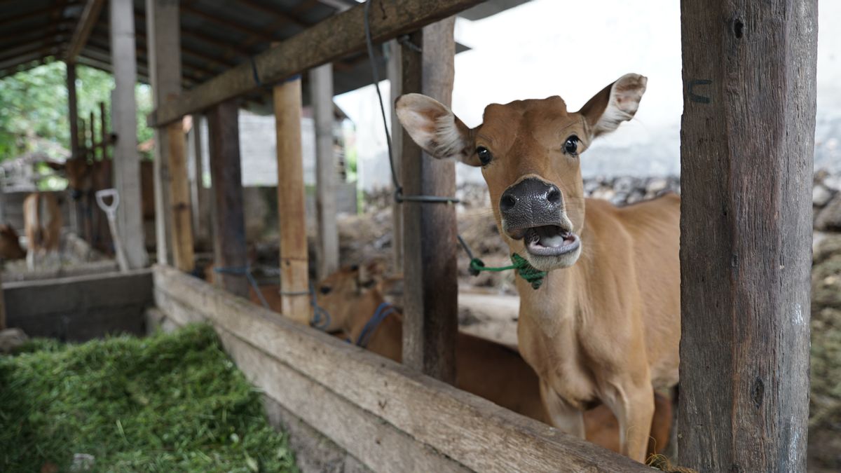 Cas De Disposition D'un Chef De Vaches Provenant De L'abattage De Sacrifices à Kupang, 2 Personnes Arrêtées Par La Police
