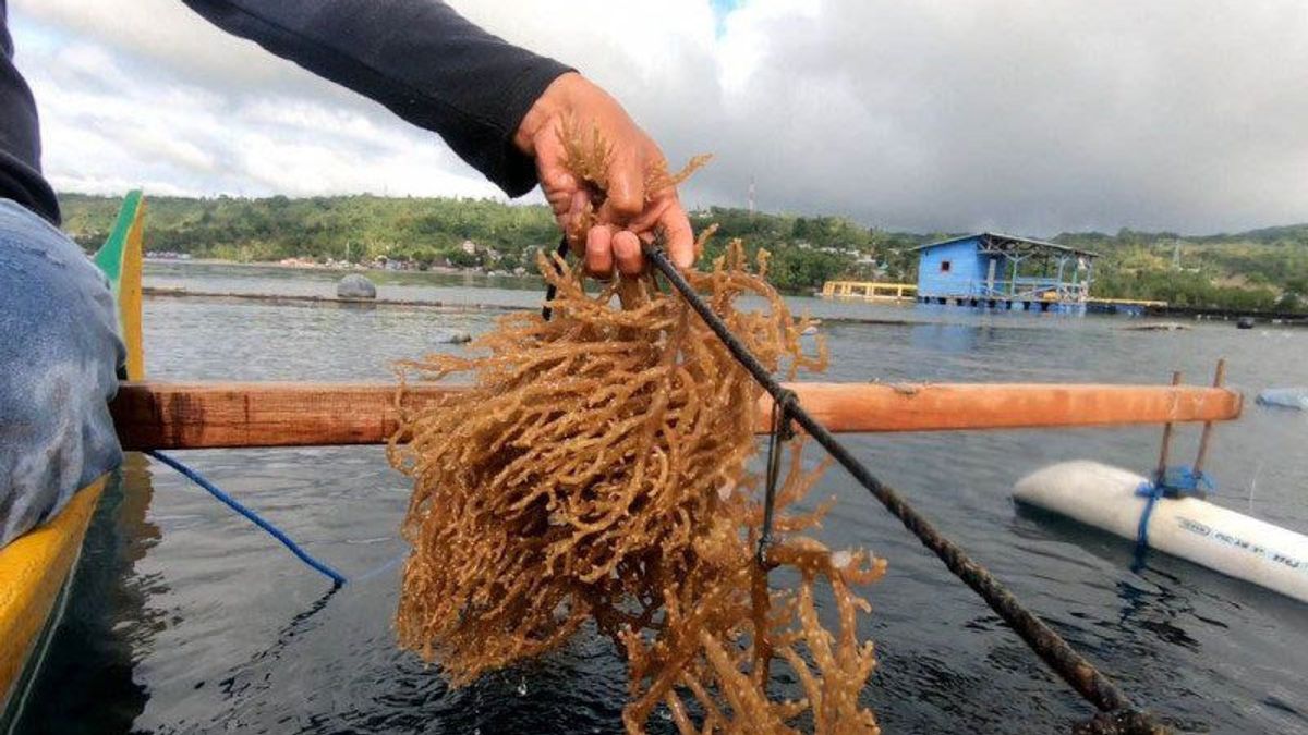 KKP KAwal Export Perdana 52.4 Tons Of Tarakan Seaweed To Vietnam