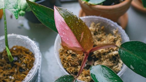 家庭装飾のための5種類のピンクの植物