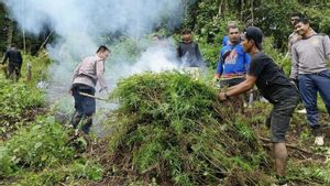 Polres Madina Musnahkan 5 Hektare Ladang Ganja