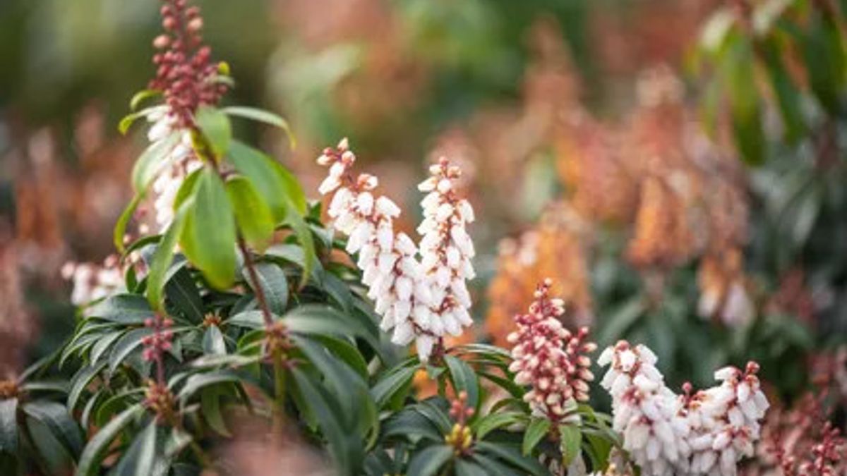 These are The Best 5 types of evergreen plants that are suitable for home gardens