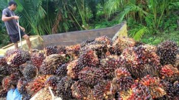 Good News For Palm Oil Farmers In Jambi, FFB Prices Increase By Rp120 Per Kilogram