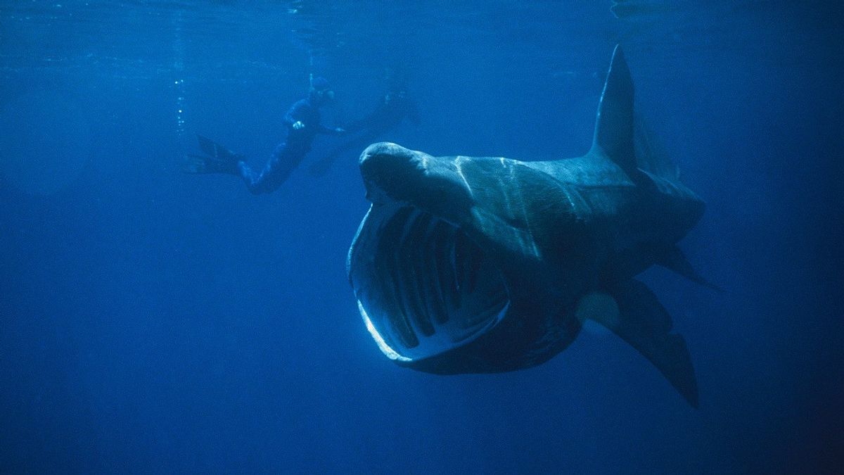 باحثون بريطانيون فوجئوا عندما الفرح القرش قبل طقوس التزاوج يكشف