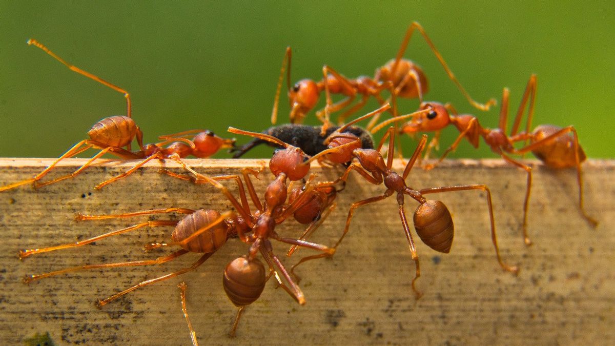 由于全球变暖,入侵性火蚂蚁已经到达欧洲的公开研究