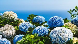 Cara Mengubah Warna Bunga Bokor Agar Makin Cantik dan Variatif