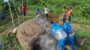 Kasus Gajah Sumatra Mati Tersengat Listrik, BKSDA Aceh Lapor Polisi