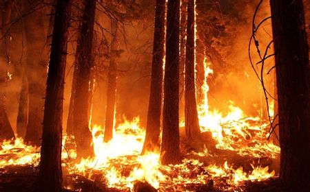 Isu Kebakaran Hutan Kembali Menyeruak, Aplikasi Pemantau Karhutla Jadi Sorotan