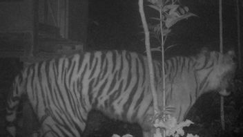 Harimau Muncul di Solok Selatan, Ini Penjelasan BKSDA
