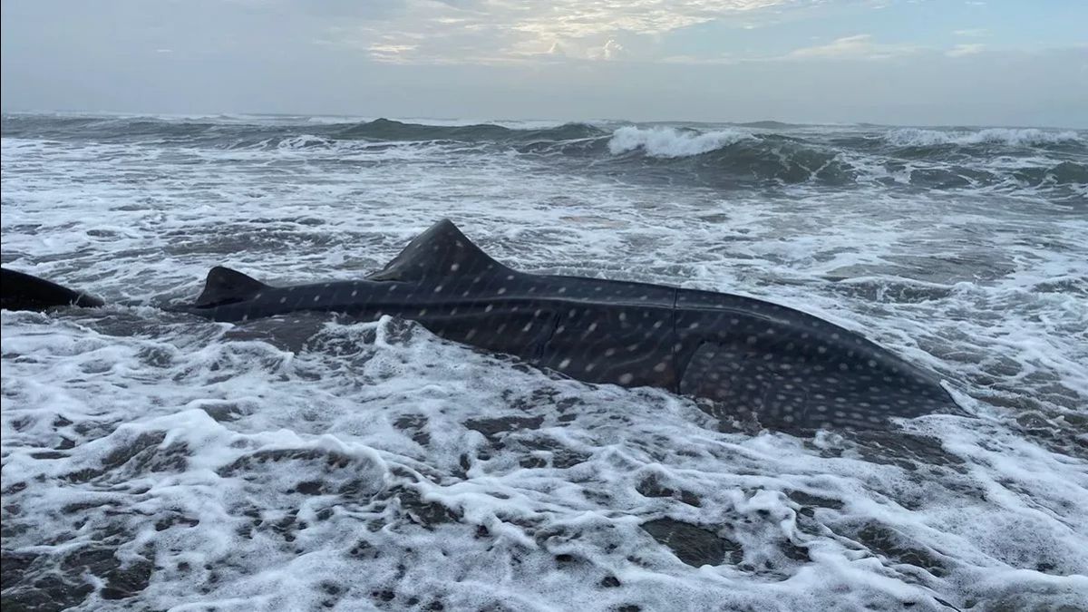 Responding to the High Case of Stranded Shark, Cilacap Regency Holds Sarasehan to Strengthen Protection