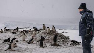 Antartika Butuh Aksi Global Atasi Kekacauan Iklim