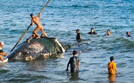 PSDKP Ambon Evakuasi Paus Sperma Terdampar di Pantai Hatu Malteng