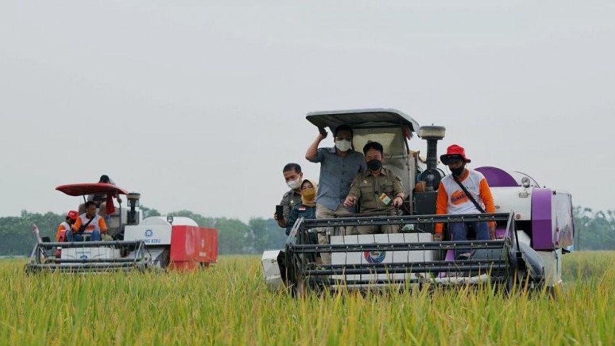 يمكن للمزارعين Jombang ابتسامة ، وسوف تمتص الحكومة 25 ألف طن من الحبوب