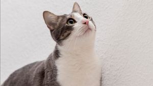 Hari Kucing Nasional, 6 Manfaat Memelihara Kucing bagi Kesehatan Fisik dan Mental
