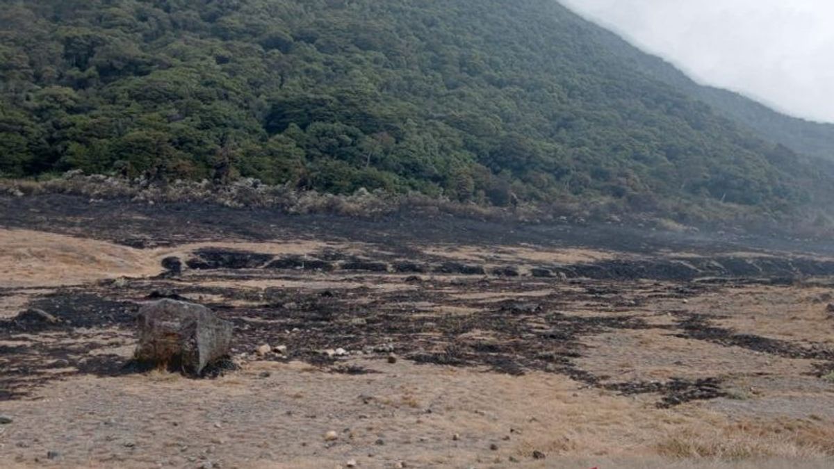 Meski Berhasil Dijinakan, Api di Alun-alun Surken Bakar 2.500 Meter Persegi Lahan Bunga Edelweis