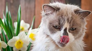 Selain untuk Merawat Diri, Ini 7 Alasan Kenapa Kucing Sering Menjilati Bibir