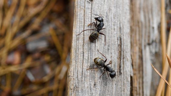 怪我を治療するためにアリが彼の巣の友人の足を切断することを明らかにした研究