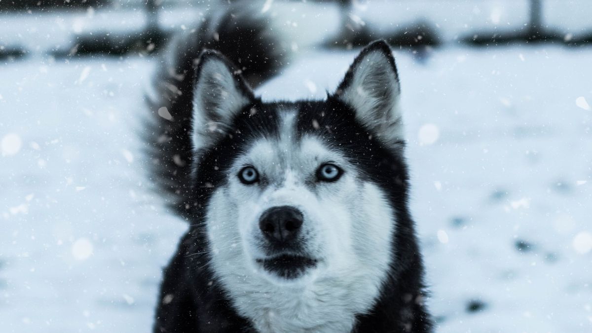 'I Can't Leave Her', Ukrainian Medical Student Promises For Siberian Husky Dog When He Was To Be Evacuated