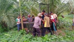 BKSDA Pasang Perangkap Tangkap Harimau Penyerang Ternak Sapi di Mukomuko Bengkulu