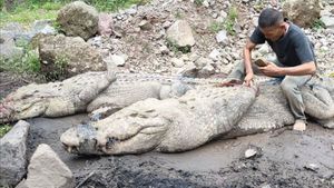 Polisi dan Tim Gabungan Kembali Sisir Lokasi Penangkaran Buaya di Cianjur yang Jebol