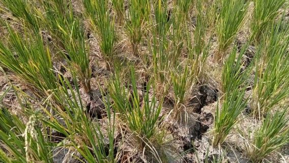 A Total Of 675 Hectares Of Rice Fields In Bengkulu Drought