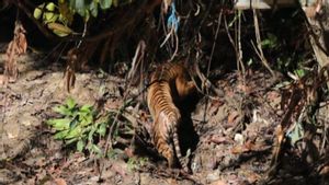 KLHK Releases Sumatran Tigers In The Habitat TN Gunung Leuser